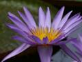 Purple water lily 8
